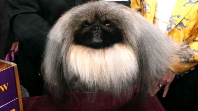 VIDEO: Malachy the pom-pom Pekingese was crowned top dog.