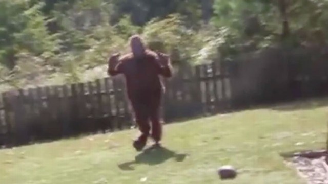 VIDEO: Airman Dressed as Bigfoot Scares Kids in Backyard