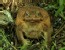 Extra-Large Toad