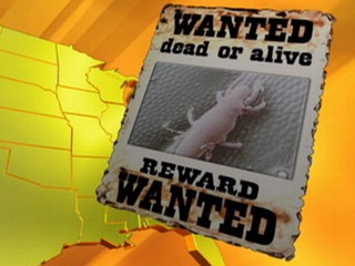 bug wanted
