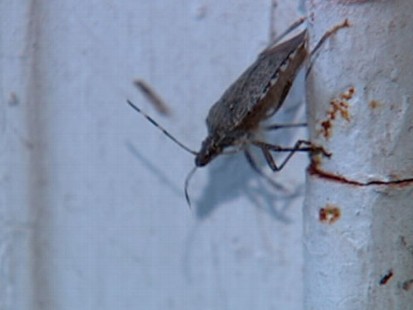 VIDEO: Twenty-nine U.S. states have now been invaded by this putrid pest.