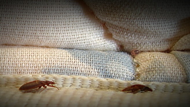 VIDEO: Researchers find bedbugs may be able to carry MRSA, a drug resistant bacteria.