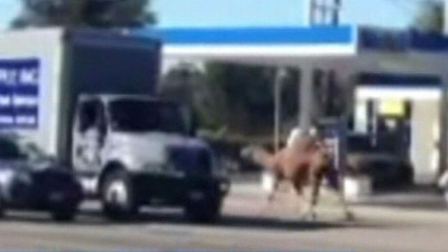 VIDEO: John Muller shares the latest on escaped animal causing havoc on city streets.