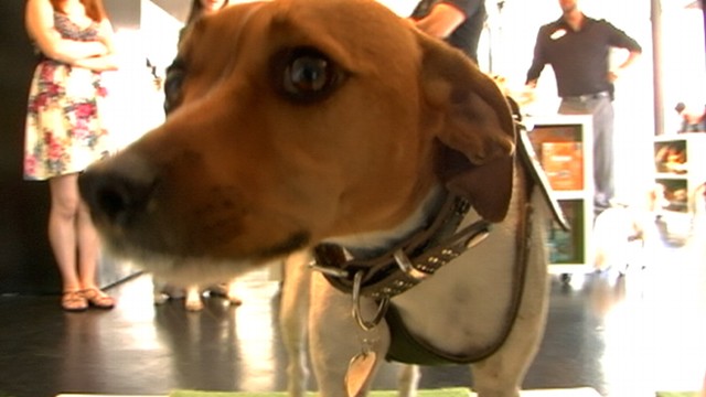 VIDEO: Some communities go to extremes to catch dog owners not cleaning up the mess.
