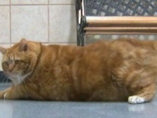 Watch: Fat Cat Called 'Skinny' Put Up For Adoption