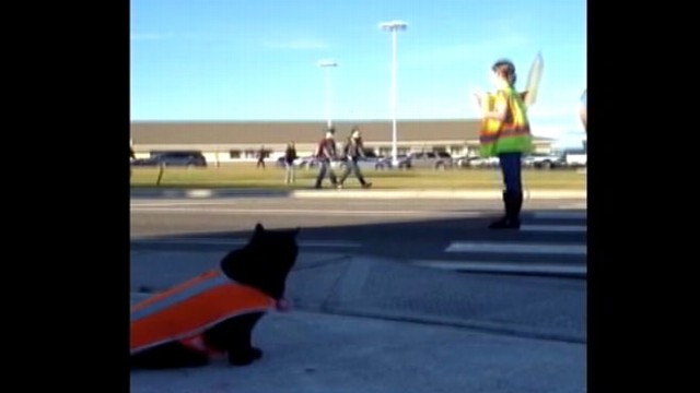 VIDEO: Sable the Cat Acts as Crosswalk Guard