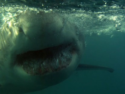Watch: Shark Attack Caught on Tape in 1994
