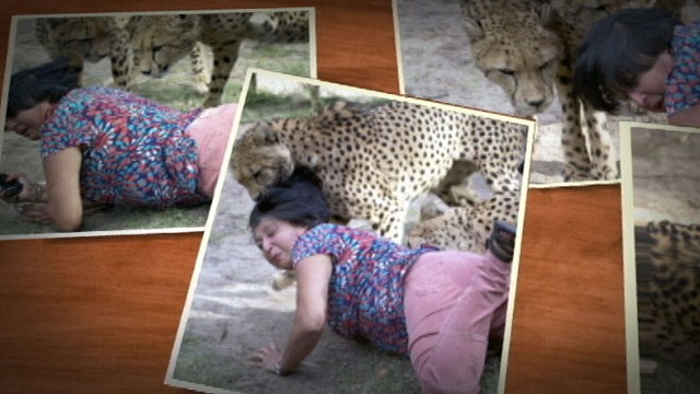 VIDEO: Violet Archibald was attacked while posing with two cheetahs in game reserve.