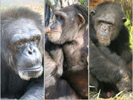 chimps, monkey, animal sanctuary, chimp haven, baby, chimps