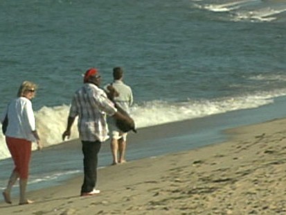 VIDEO: Authorities on Cape Cod, Mass. close beaches after numerous shark sightings.