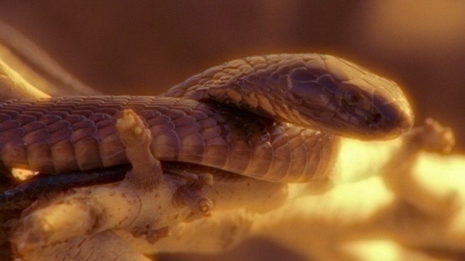 VIDEO: Escaped cobra was found hiding inside the Bronx Zoo.