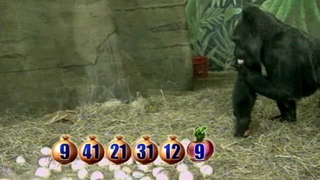 VIDEO: The Columbus Zoos gorilla has a notable track record for picking winners.