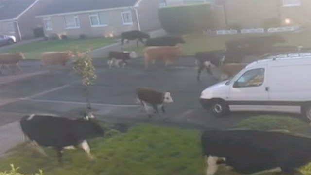 VIDEO: Cows Stampede Through English Garden