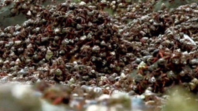 VIDEO: Epic Hermit Crab Migration Captured on Camera