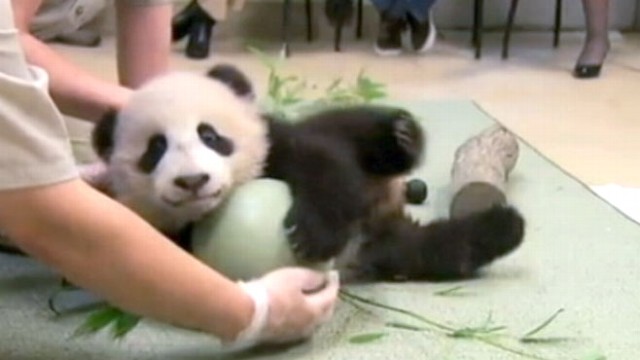 VIDEO: Baby Panda Has a Ball; Baby Raccoons Spotted