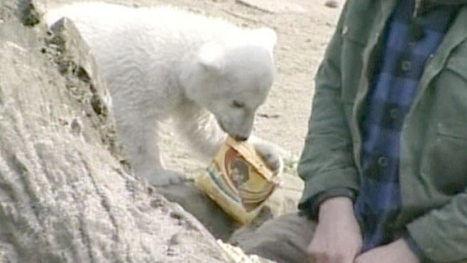 VIDEO: The life and times of the once-popular polar bear that captured imaginations.