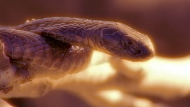 VIDEO: Bronx Zoo Cobra Escapes
