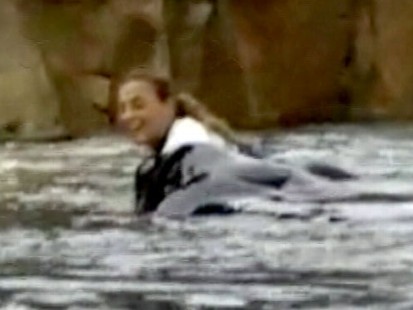 VIDEO: Experts suggest Dawn Brancheau might have lost sight of her environment.