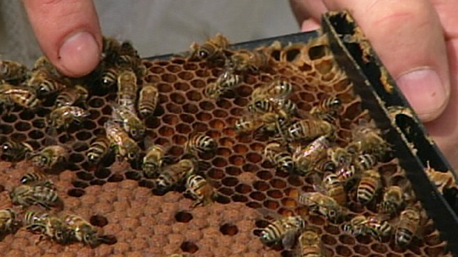 VIDEO: Honeybees in danger