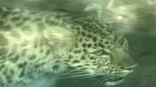 VIDEO: First grader attacked after climbing over railing surrounding cats cage.