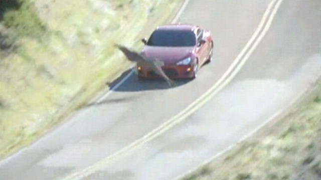 VIDEO: Professional driver barely changes course after a deer suddenly appears in road.