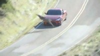 Deer Narrowly Escapes Car in Commercial Shoot