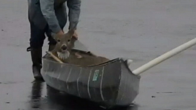 VIDEO: Deer Rescued From Icy Lake