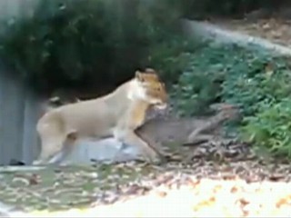 Caught on Tape: Deer Escapes Lion Attack