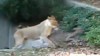 VIDEO: A deer at the National Zoo escapes a lion's den only to be euthanized later.