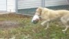 VIDEO: Dog Steals Thanksgiving Turkey