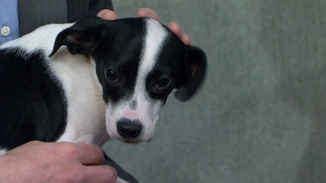 VIDEO: Oklahoma terrier puppy survives two attempts to euthanize him.