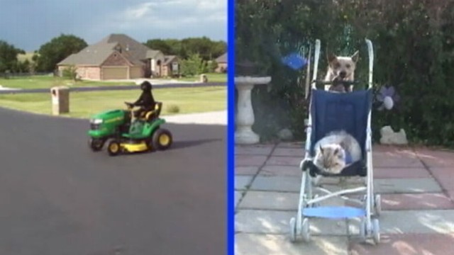 VIDEO: Mower-riding, scooter-pushing canines compete to be top dog in "GMAs" contest.