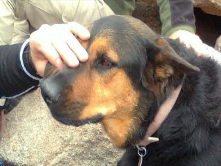 Watch: Dog's Rescue From Mountain Spurs Custody Battle