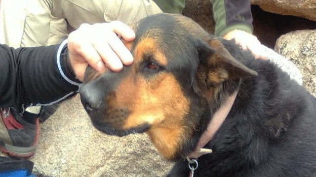 Missy the dog was near death when rescuers found her stranded on mountain.