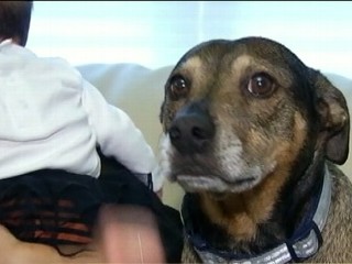 Watch: Connecticut Rescue Dog Saves Infant's Life