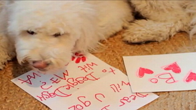 Bo Obama Gets YouTube Invite