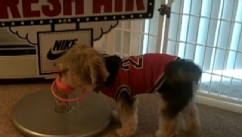 VIDEO: Nike uses his LeBron James-like skills to battle Lucy's impressive spinning talent.