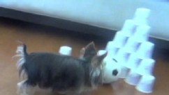 VIDEO: Gunner the dog's jumping skills go up against Misa Minnie's bowling ability.