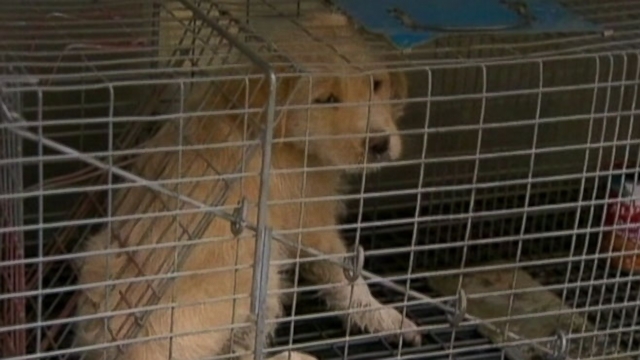 VIDEO: Puppy Rescued from Texas Storm Pipe
