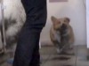 GMA VIDEO: Adorable Corgi Starts Fire