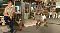 dog jumping rope