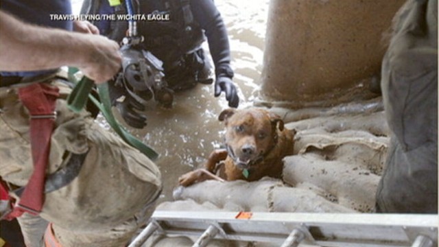VIDEO: Dog was saved after firefighter spotted his nose peeking through concrete.