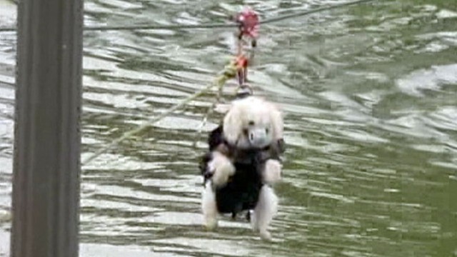 VIDEO: Puppy Ziplined to Safety