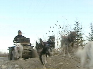 A picture of sled dogs pulling a man on an ATV.