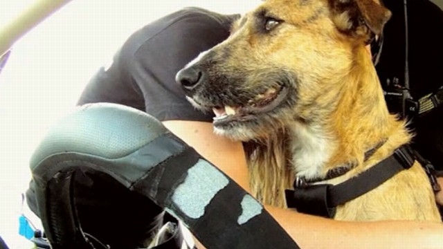 VIDEO: Driving Dogs Take on Racetrack