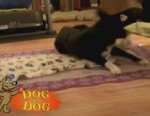 VIDEO: Dog Competition