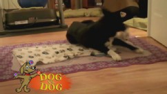 VIDEO: Dog Competition