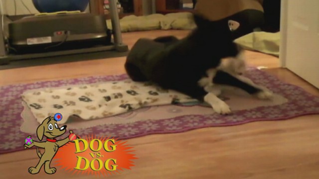Video: Dog vs. Dog: Tissue Deliverer Takes on Blanket Swaddler