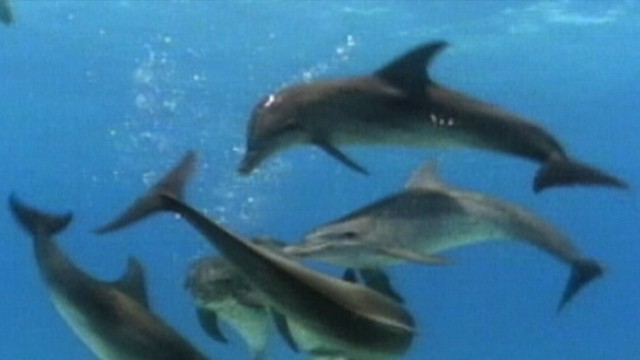 VIDEO: Rescuers say mammal may be a bullying victim making it afraid to swim to freedom.