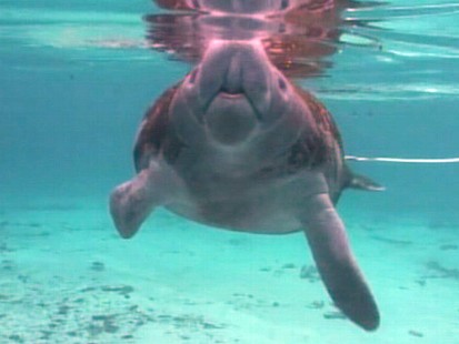 VIDEO: The "GMA" anchor swims with manatees and lives his dream.
